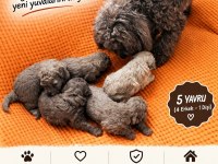 Toy Poodle 3 Dişi 2 Erkek Sağlık Boy Kilo Garantili