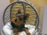 Erkek safkan teacup bebek yorkshire terrier
