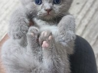British longhair kediler 2 aylıklar