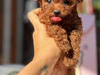 Orjinal ırk garantili toy poodle ve kore poodle