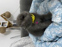 British shorthair kedi