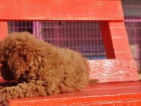 Poodle en özel yavrular