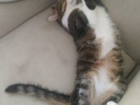 ÜCRETSİZ SAHİPLENDİRME SOSYAL KEDİLER