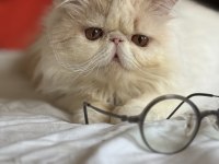 Erkek exotic longhair Lütfen arayarak bilgi alın