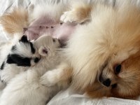 2 Yaşında Annelik Tecrübeli Pomeranian Boo