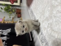 Tatlı dişi kedimiz 25 günlük british shorthair