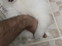 MERLE POMERANİAN BOO AŞILARI TAM PASAPORTLU