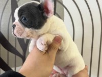 A Kalite Exotik French Bulldog Yavrular