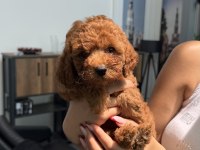 45 Günlük Erkek Toy Poodle