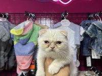 SAFKAN ORJİNAL YAVRU KEDİLER ÖMÜRLÜK AİLESİNİ ARIYOR