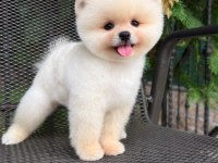 Irk ve sağlık garantili pomeranian boo bebekler
