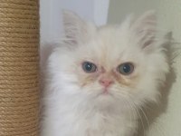 3 AYLIK İRAN KEDİSİ