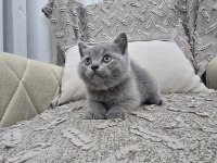 Gri British Shorthair Erkek Yavru