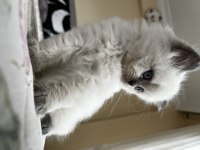 British Longhair Blue Point
