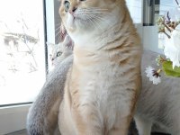 3 yaşında british shorthair şecereli dünya güzeli dişi