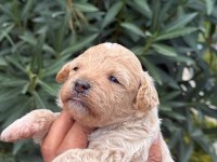 MALTIPOO MINIK SEKERLER
