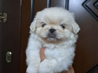 Pekinez köpeğimizi sahiplendirme