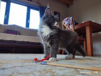 3 aylık yavru dev maine coon pasaport çip şecere