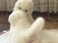 Şampiyon Samoyed Yavruları