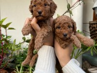 MÜKEMMEL KALİTEDE TOY POODLE MİNNOŞLAR