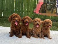 Ruhsatlı Poodle Evinden Erkek Dişi Yavrularımız 