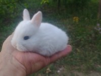 Cüce tavşan yavruları