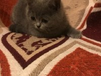 ERKEK BRITISH SHORTHAIR YAVRUMUZ