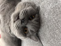 7 aylık british shorthair erkek