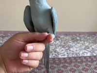 20 AYLİK EL BESLEME PAKİSTAN PAPAĞANI