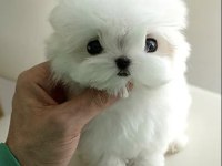Yarışma düzeyi 0 boy kore maltese terrier jack