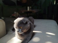 Sokaktan kurtarılan cins kedimiz