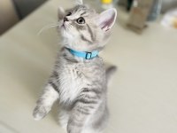 3 aylık british shorthair yavru