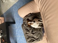 3 aylık dişi jack russell