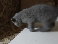 Safkan british shorthair yavru