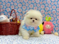 Safkan Pomeranian Boo Yavrularımız