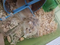 Kahverengi Hamster Yavrular
