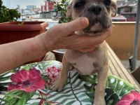 French Bulldog Yavrular
