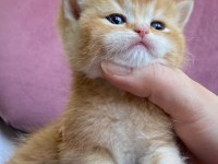 British shorthair safkan yavrular