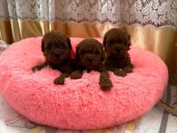Kore teacup red brown aşılı eğitimli yavrular