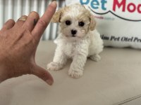 Petmode köpek çifrliğinden tea cup morkie yavrularımız