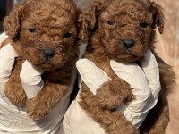 Toypoodle yavruları elite seri burada
