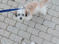 Acil köpeğimiz