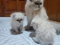 İran persian bebişler