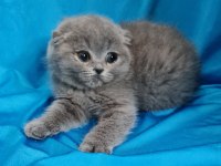 Scottish fold yavrular sahibinden