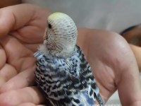 Ele gelen ısırmayan yavru kuşlar