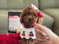 Baby Face Poodle Bebekler