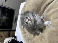 Bebek british longhair kedimiz