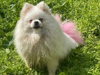 Pomeranian boo