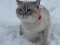 2 yaşında british shorthair dişi kedimiz