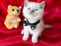 55 günlük erkek british shorthair yavrular